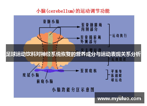 足球运动饮料对神经系统恢复的营养成分与运动表现关系分析
